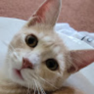 Meet your Posher, Nick